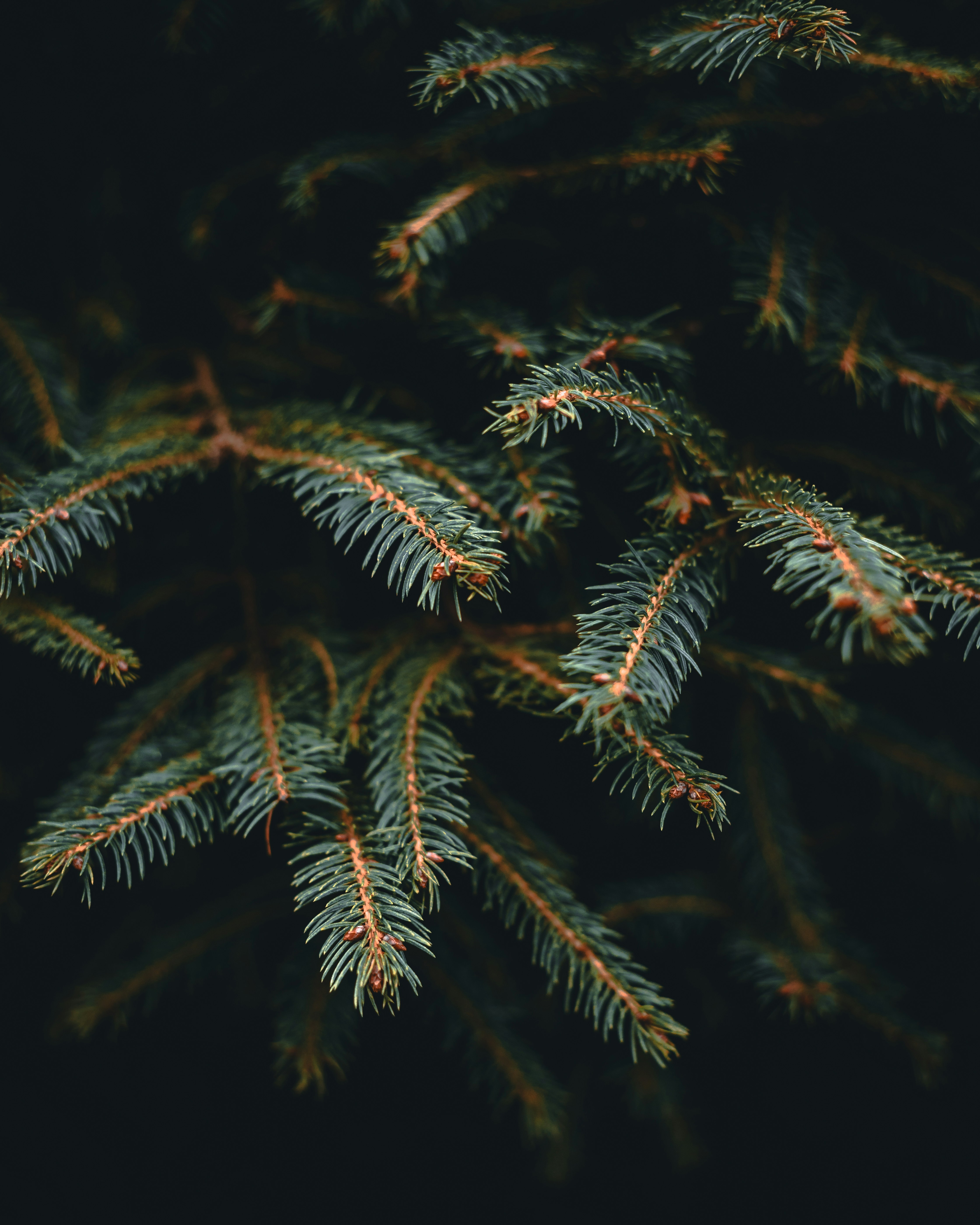 tony-litvyak-JRm_61pn91k-unsplash